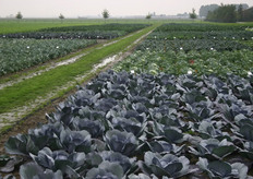 Het is nat op het proefveld.