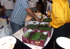 Koppert Cress krijgt alle aandacht