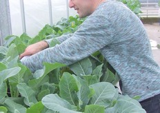 Herre van der Sloot controleert verschillende lijnen bloemkolen op ziekteresistenties.