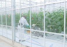 Een medewerker behandelt de komkommers.