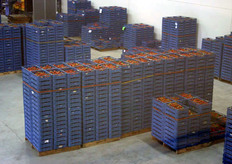 Dit jaar zullen er bij Greenpack 150 hectare tomaten verpakt gaan worden. In hoogtijdagen worden er twee miljoen kilo tomaten per week verpakt.