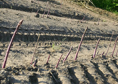 Vorig jaar startte Walter Gubbels een proef met paarse asperges, maar dit jaar teelt hij deze asperges op een relatief kleine maar toch commerciële schaal.