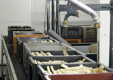 Net gestoken asperges staan klaar om gewassen, eventueel geschild, gesorteerd en verpakt te worden.