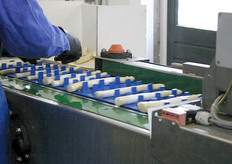 Asperges op de lopende band. Er kijkt constant iemand toe of het wel goed verloopt.