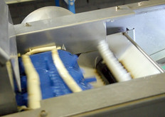 De asperges worden gewassen en vervolgens gesorteerd op maat.