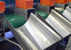 De asperges komen per maatsortering in een bak te liggen.