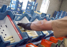 Vervolgens worden ze met de grootste zorg en dus met de hand in een krat gelegd.