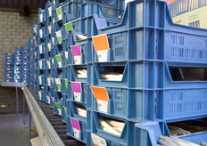 Asperges staan klaar om opgehaald te worden.