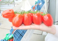 "Ook nieuw in het tomaat: de 'paprikatomaat', die nog geen naam heeft. Eric Egberts van DRS verwacht veel van deze tomaat. "Het is een hele uniforme tomaat en perfect geschikt om te vullen!"