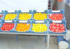 Rood, geel, oranje, roze...