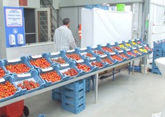 De tomaten stonden keurig uitgestald