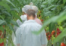 Telers gingen onder leiding van een teelbegeleider een rondje door de kas