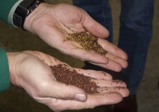 Koolzaad. De onderste hand toont het geschoonde zaad, de bovenste het afval.