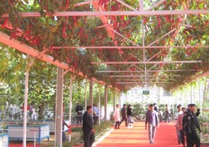 Hete pepers, ook weer aan het plafond