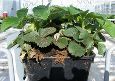 met vieren in een tray