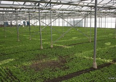 De kas. Momenteel is De Vocht bezig met uitbreiden en volgend jaar heeft men een areaal van 1 hectare