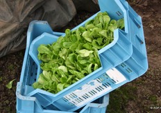 De veldsla wordt rechtop in de kistjes gezet