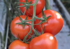Endavour doet het erg goed onder de grove trostomaten. De verwachting is dat het areaal zich dit jaar dan ook weer uit zal breiden.