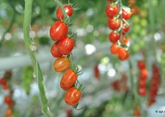 Santa-type Confetto RZ is een van de stappen die Rijk Zwaan zet binnen de specialties.