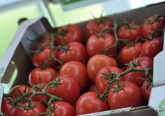 72-240 RZ is een grove roze-trostomaat binnen de Marketing @ Work-selectie.