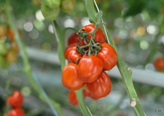 De 72-165 RZ is een middelgrove blok-trostomaat. Hij is met name geschikt voor culinaire toepassing. Doordat de tomaat goed blijf staan en gemakkelijk is uit te hollen, kan hij goed gevuld worden.