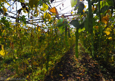 De snijbonen consumeren nog wat joules.
