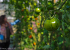 Tomaten aan de hogedraad: Diverse segmenten, waaronder tijger, heirloom en coeur de boeuf onder glas. Daarnaast ook enkele rijen met komkommer.