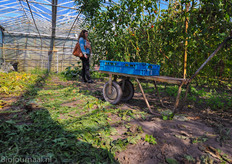 Achterin de kas van Peet is een kippenren. De tomaten worden substraatloos geteeld, de grond wordt bemest met organische mest.