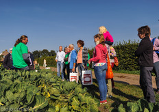 De spruiten van Peet de Krom worden met de hand geoogst en gaan ongesorteerd het schap in.