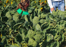 Peet de Krom gaf nog even een clinic manueel spruiten oogsten.