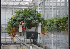 De rassenproef van ABZ Seeds, om vanaf januari smaakvolle aardbeien te kunnen leveren