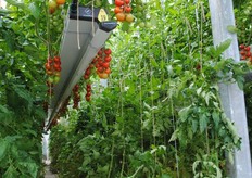 De smaaktomaten staan op twee beweegbare goten.