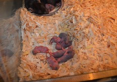 In de stand van Vink...