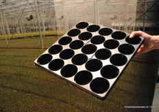 Eerst in aardbeien, maar ook in brassica's een succes