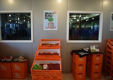 Tomatenoogst van de de Urban Farmers