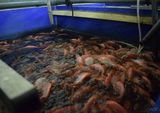 De vissen mogen absoluut geen stress ervaren vertellen de Urban Farmers. Dit lijken geen scharrel-tilapia, de vissen kunnen elkaar blijkbaar goed verdragen.