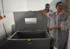 Het eindpunt van volgroeide tilapia