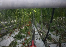 De kas kon AGF Trendcafe niet bezoeken maar aan de buitenkant is de tomatenteelt ook te zien.