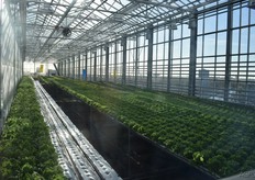 Urban Farmers telen ook sla in de versterkte kas bovenop een flatgebouw in Den Haag