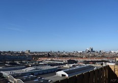 Tomaten, sla en Urban Farmers kunnen dagelijks genieten van de skyline van Den Haag