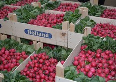 Bosradijs zo van de teler.