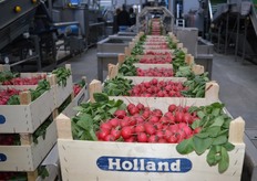De bosradijs komt in houten kistjes van de teler en worden op een transportband gezet richting de wasstraat.
