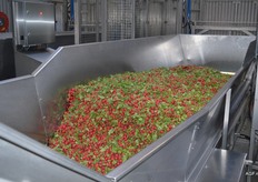 Over de lijn voor losse radijs wordt dagelijks ongeveer 30 tot 40 ton radijs verwerkt.