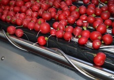 Op de rollen is een dik ijzerdraad gelast hierdoor wordt loof en wortel van de radijs getrokken.