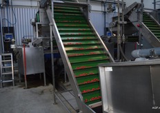 Na dit proces gaat de nu al redelijk geschoonde radijs door een waterbad,