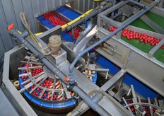 De radijs komt terecht in een machine waarin mesjes zijn gemonteerd die de laatste loof en wortelresten verwijderd.