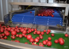 Hierna komt de ongesorteerde radijs in de ‘schone’ sorteer en verpakkingsafdeling terecht.