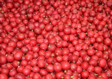 Verschillende maten.