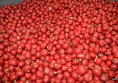 Grove maat voor de groenteverwerkers.