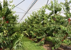 Deze kersen moeten nog even rijpen